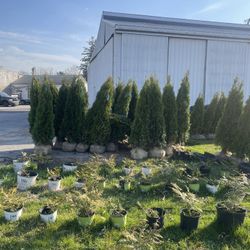 Green Giant Arborvitae