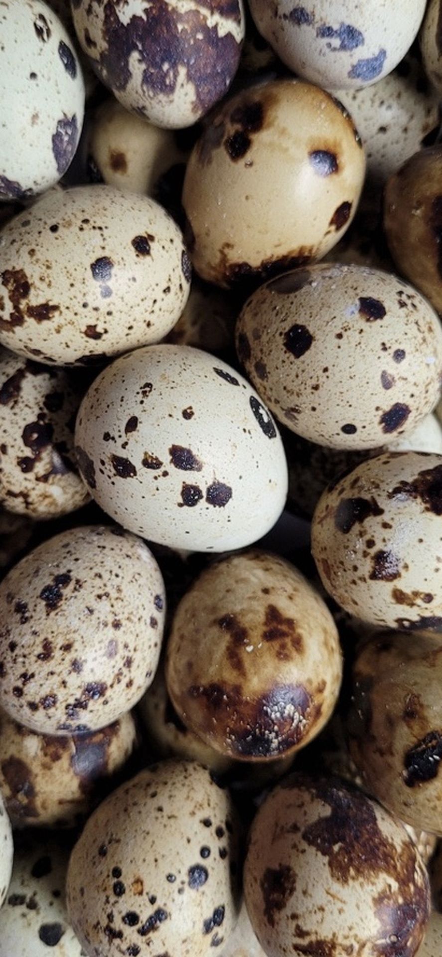 Corturnix Quail