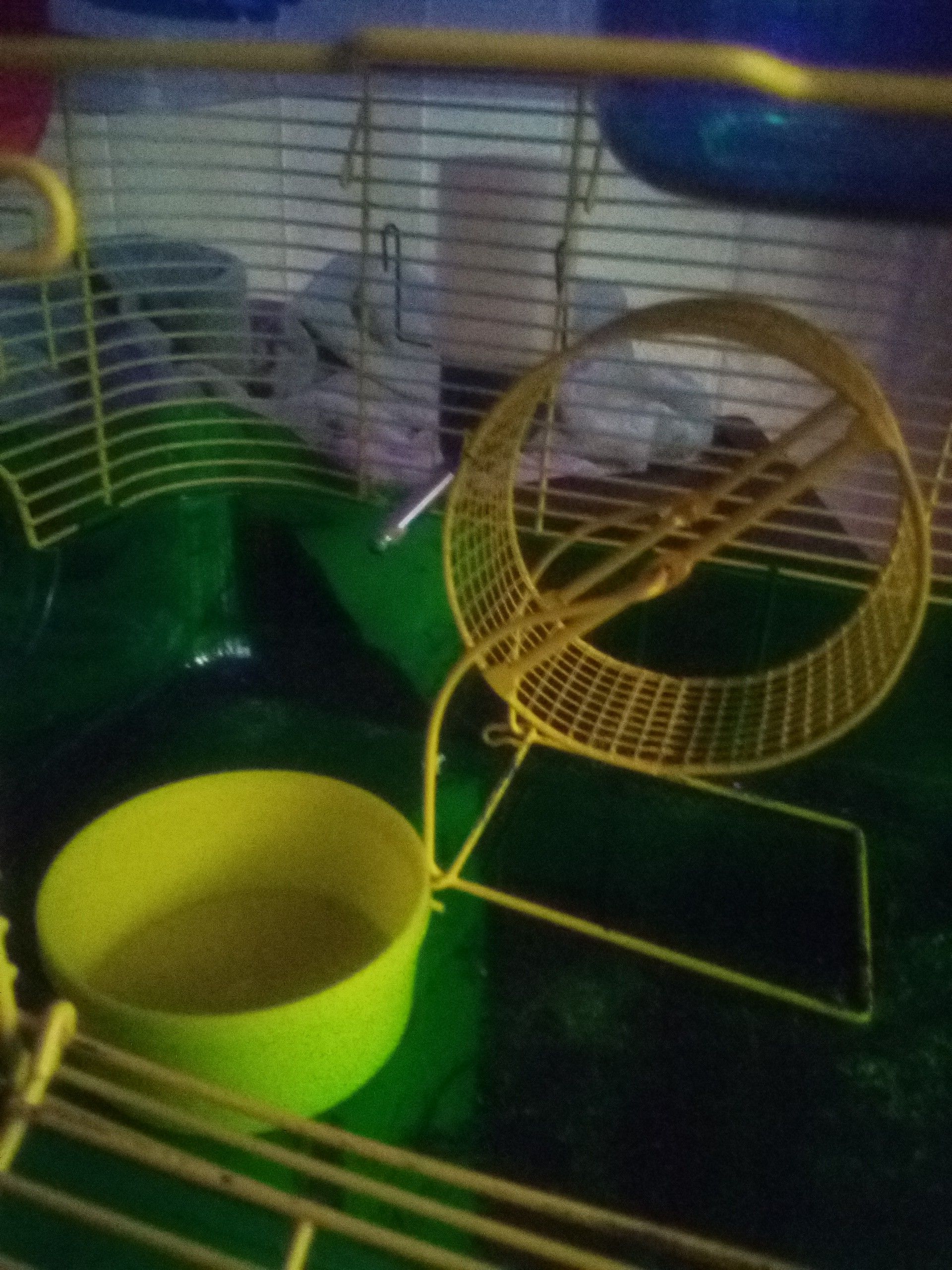 Hamster cage