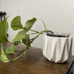 Marble Queen Pothos. 