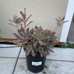 Planta Madreperla   (Graptopetalum Paraguayanse)