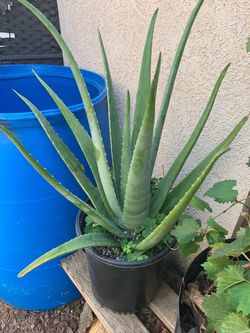 Aloe vera