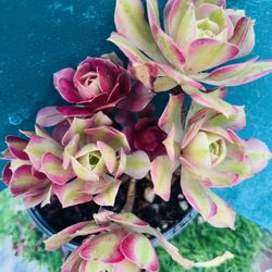 Rare  holding Aeonium pink witch tree old trunk live rooted, 7”t, get 2 free Succulent Cuttings 