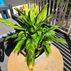Chinese Evergreen 