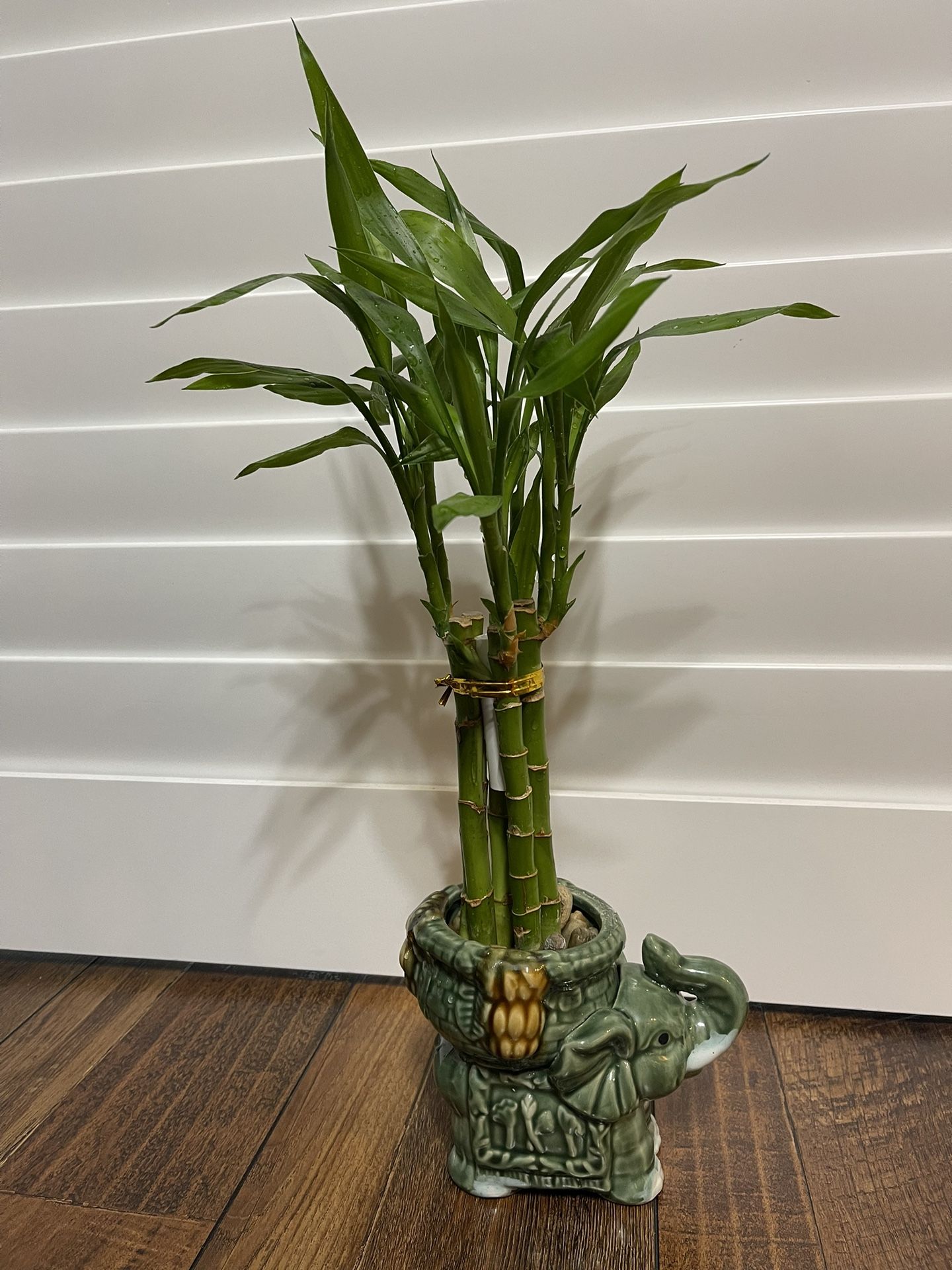 Real Bamboo Plant