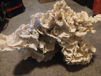 Coral
