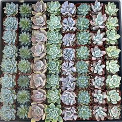 Succulent, Cactus, and Party Favors in COVINA