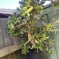 Jade Crassula Tree Succulent 36 H