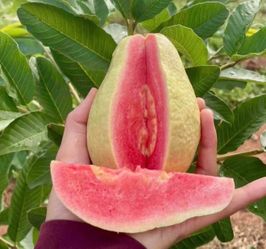 Pink guava trees/ Arboles de guayabas rositas $50.00 each