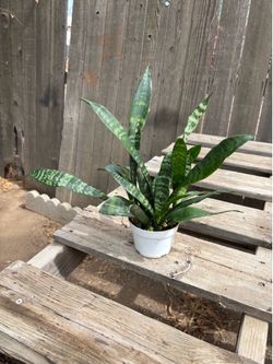 Snake plant, $8