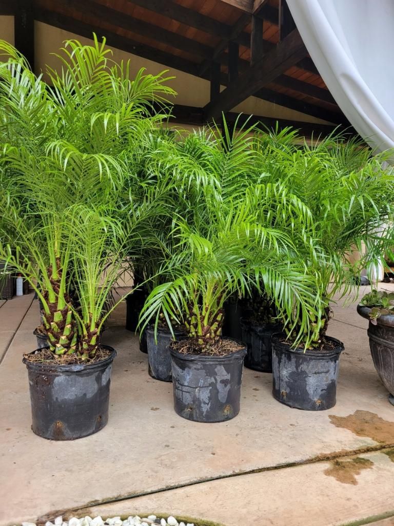 Pigmy Dates Palma Trees $65 Each