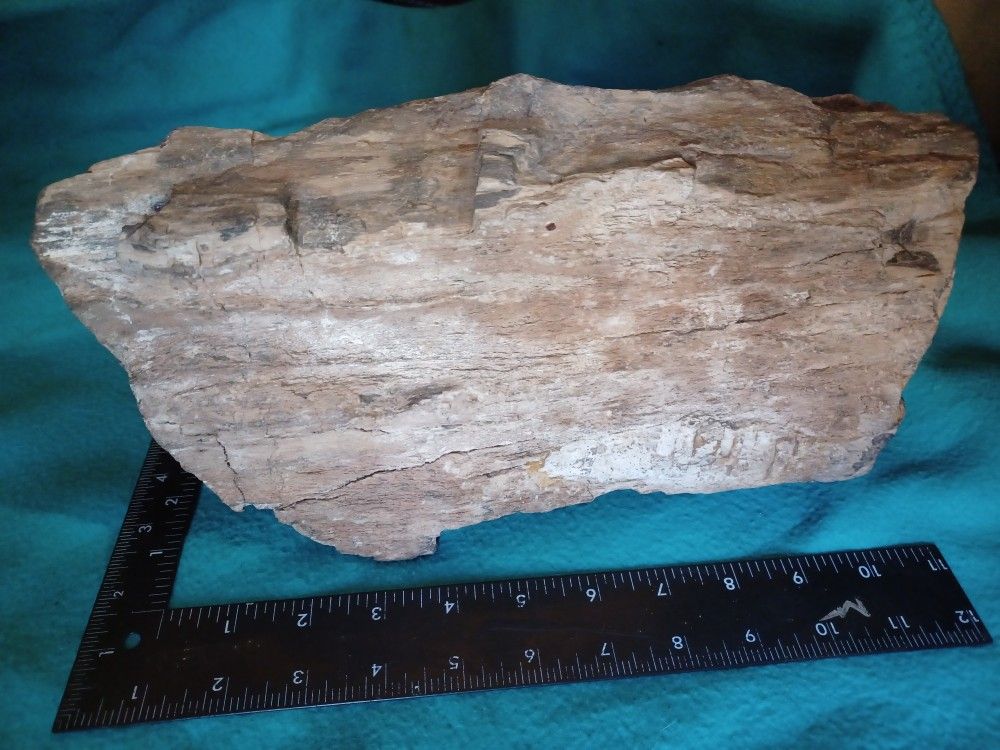 Santa Fe NM Petrified Wood