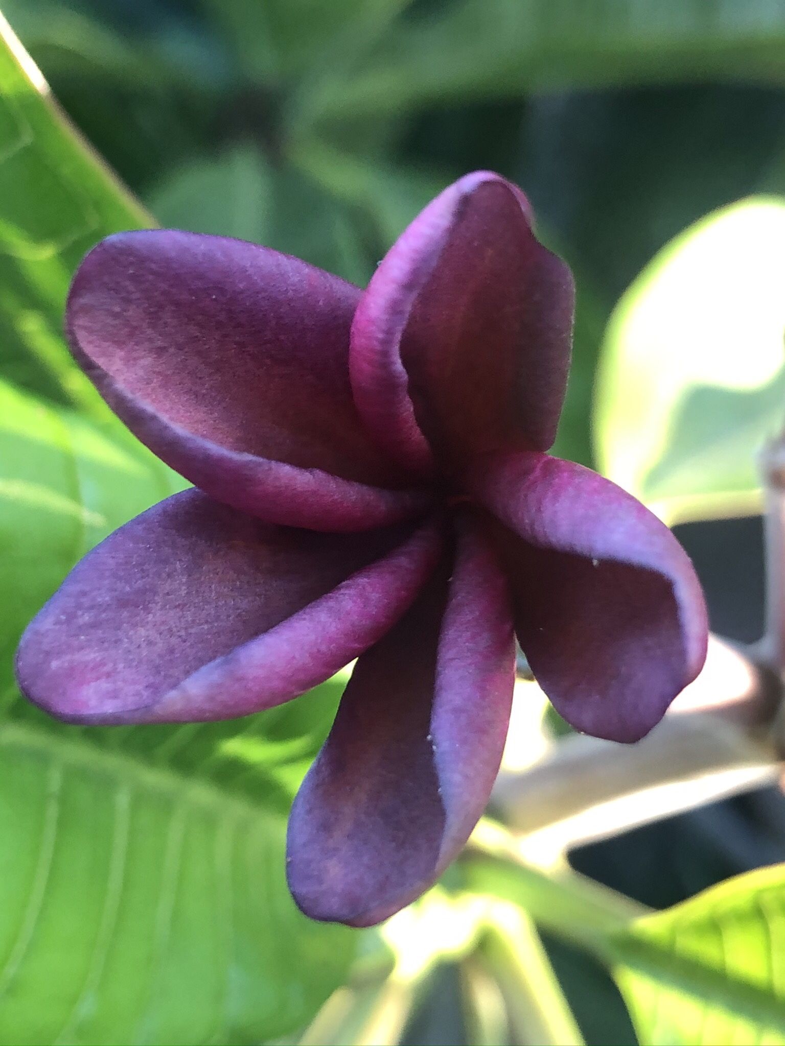 Plumerias