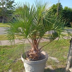 Jelly Wine Pindo Palm Has Edible Fruit $150