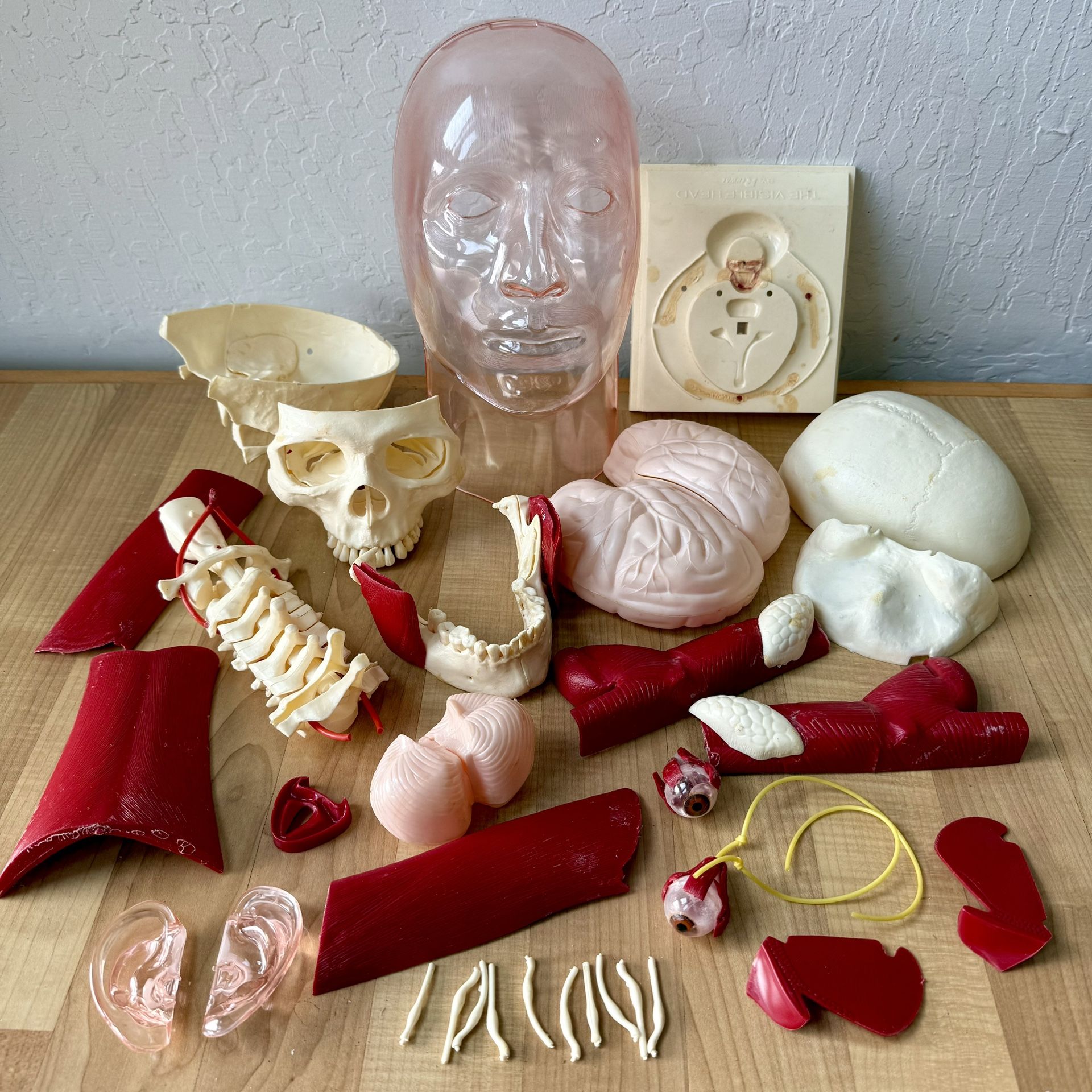 Vintage Renwal Life-size The Visible Head Assembly Kit Parts - 805