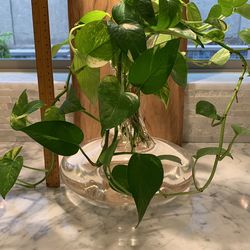 LIVING Plant (Pothos)