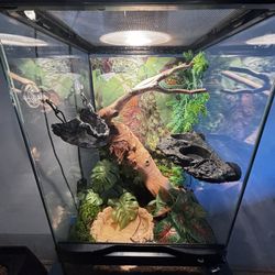 Amphibian Terrarium & more! 