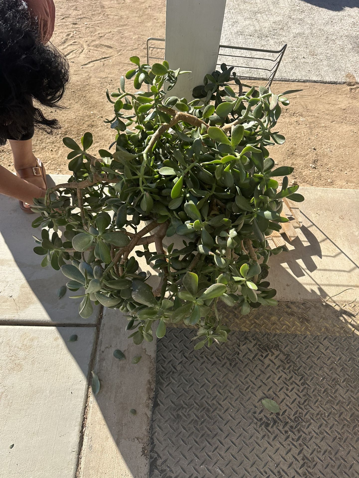 Large Succulent Plant For Sale