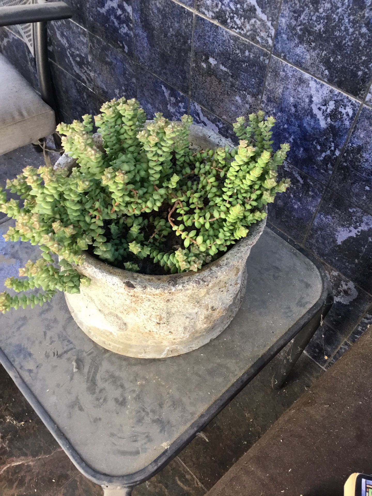 Baby’s Necklace succulent in concrete pot appx 12 in diameter