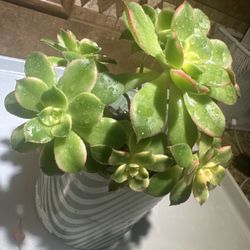 Sunburst Aeonium