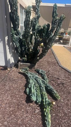 Peruvian Apple Cactus Cuttings