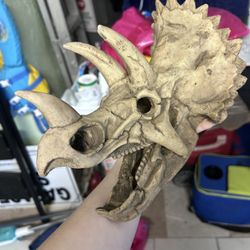 Dino Skull And Hammock (reptile)