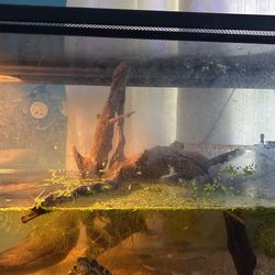 Big Driftwood