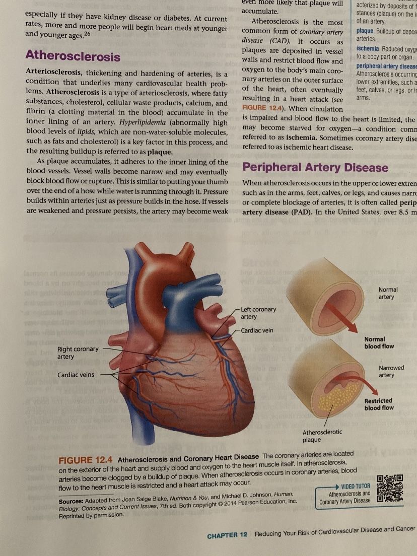 Pasadena City College Health The Basics Binder Book