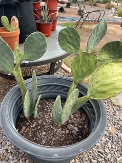 Big Rooted Prickly Pear Plant