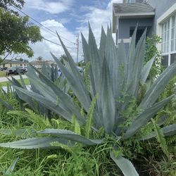 Large 1-5 Foot Blue Agave Plants For Sale $25-$150