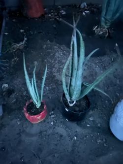 Plantas