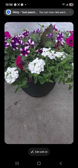 Petunia Pot