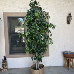 7.5 foot artificial Ficus Tree