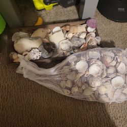 $7 Bag of Seashells And Arrangements OF Seashella In Humble, Tx