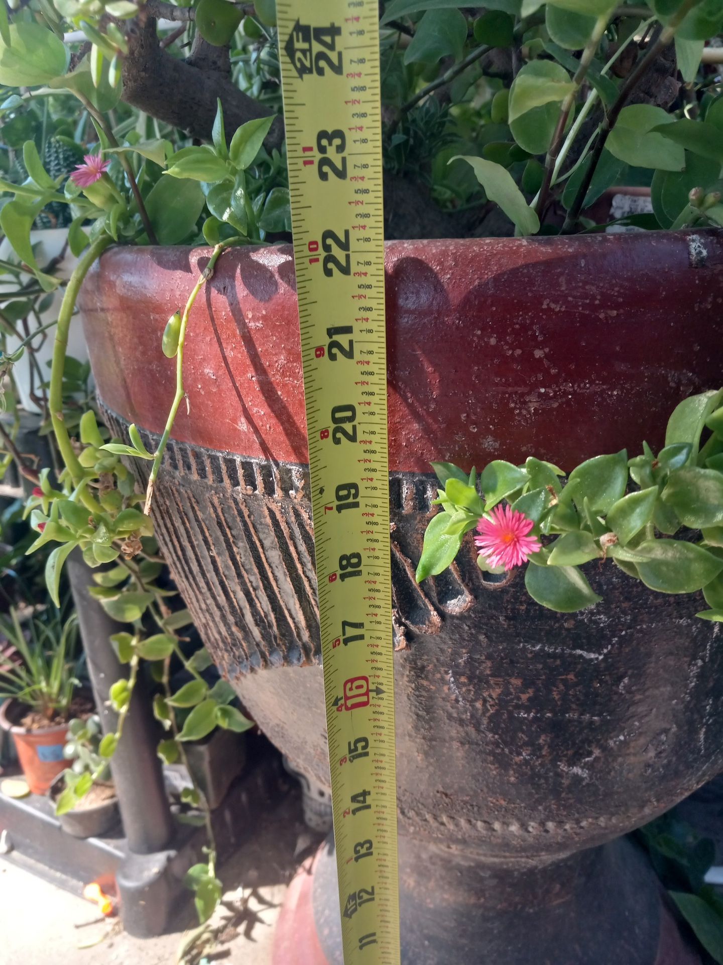 Plant In A Terra Cota Pot