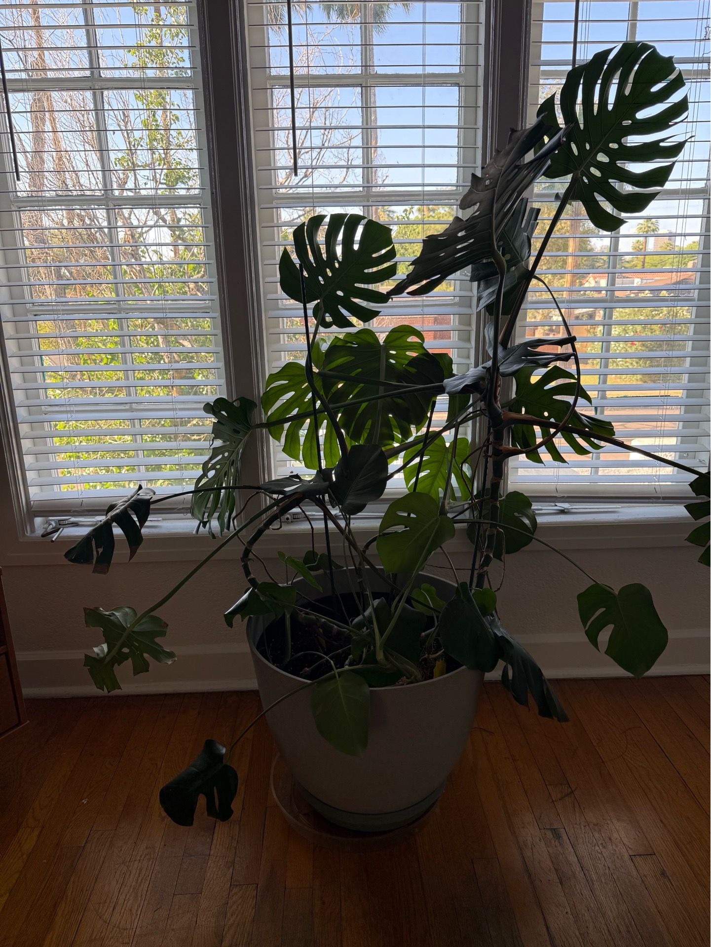 Large monstera