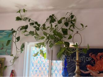 Pothos - plant stand included