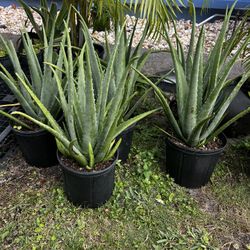 LARGE ALOE VERA PLANT (3 gallon pot) Said To Have Health Benefits 