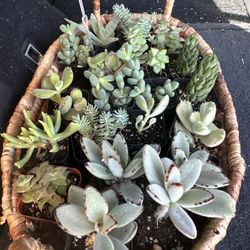 Baby Succulents 