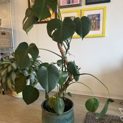 Monstera plant - freshly repotted so you just need to enjoy!