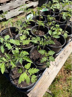 Tomato plants, Sweet 100 cherry