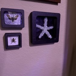 Real Crystalline Starfish Shadowbox Wall Art 