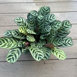 Ctenanthe burle-marxii, fishbone prayer plant comes in a 6” nursery pot. houseplant