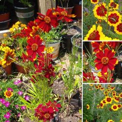Perennial Coreopsis plants$5-$6 Each pot