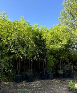 Fruitless Chinese Pistache “Keith Davey” Trees