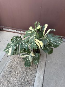 6” monstera Thai constellation