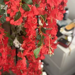 Wisteria Hanging Flowers