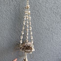 #Seashell for small hanging plant