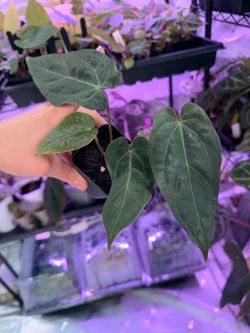 RG DRESS F2 X Dorito Port Clone Seedling