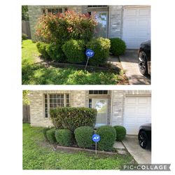 Shrubs